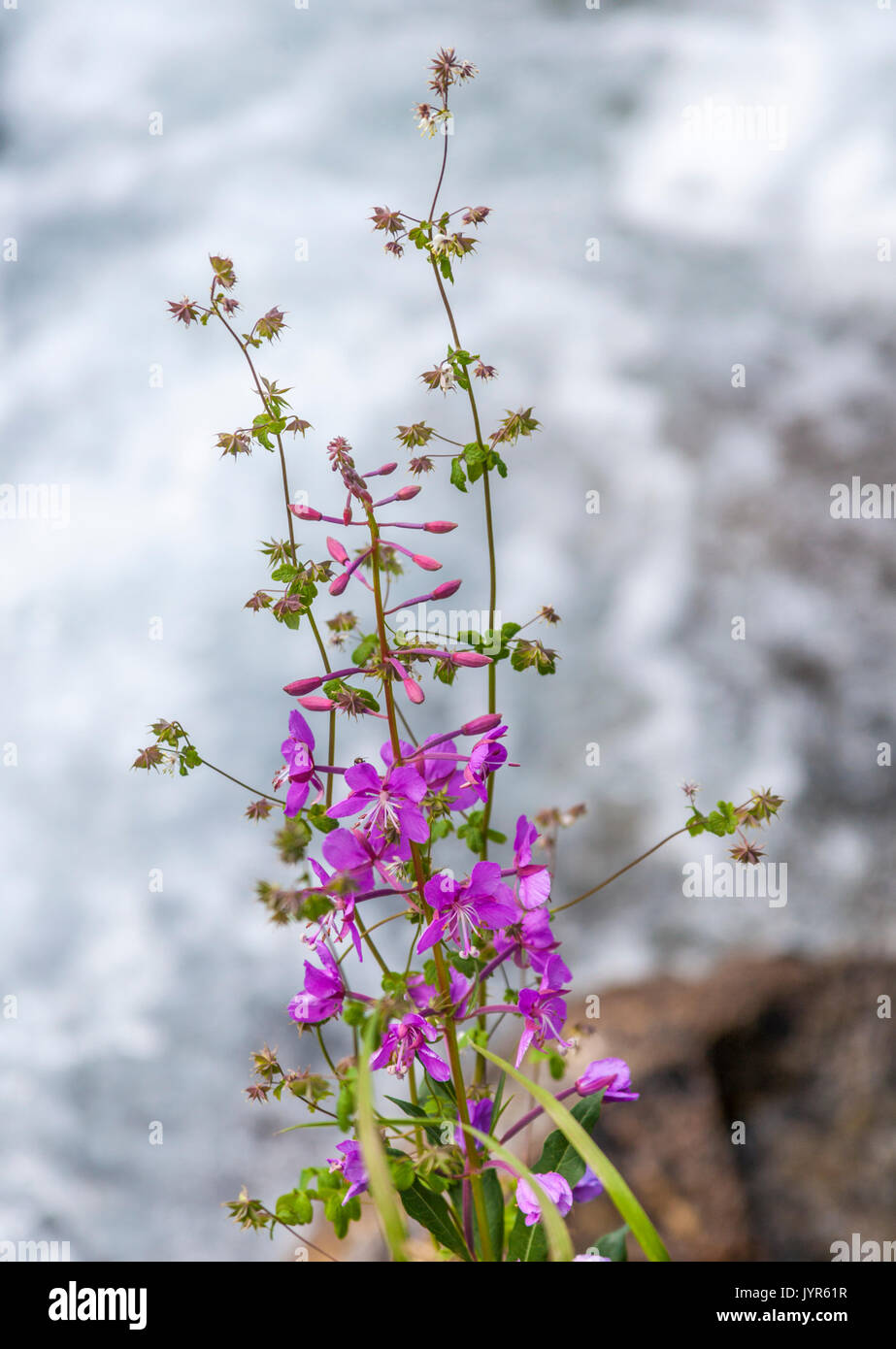 Wildflowers by Rock Creek in Rock Creek Canyon in the Eastern Sierra Nevada in California Stock Photo