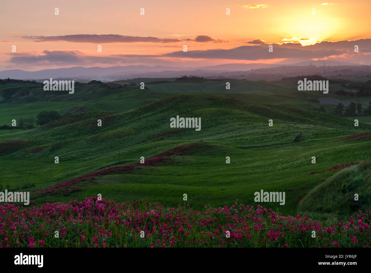 The sun sets over Siena seen in the distance from a flower field in the surrounding countryside, near Asciano, Val d'Orcia, Tuscany, Italy. Stock Photo