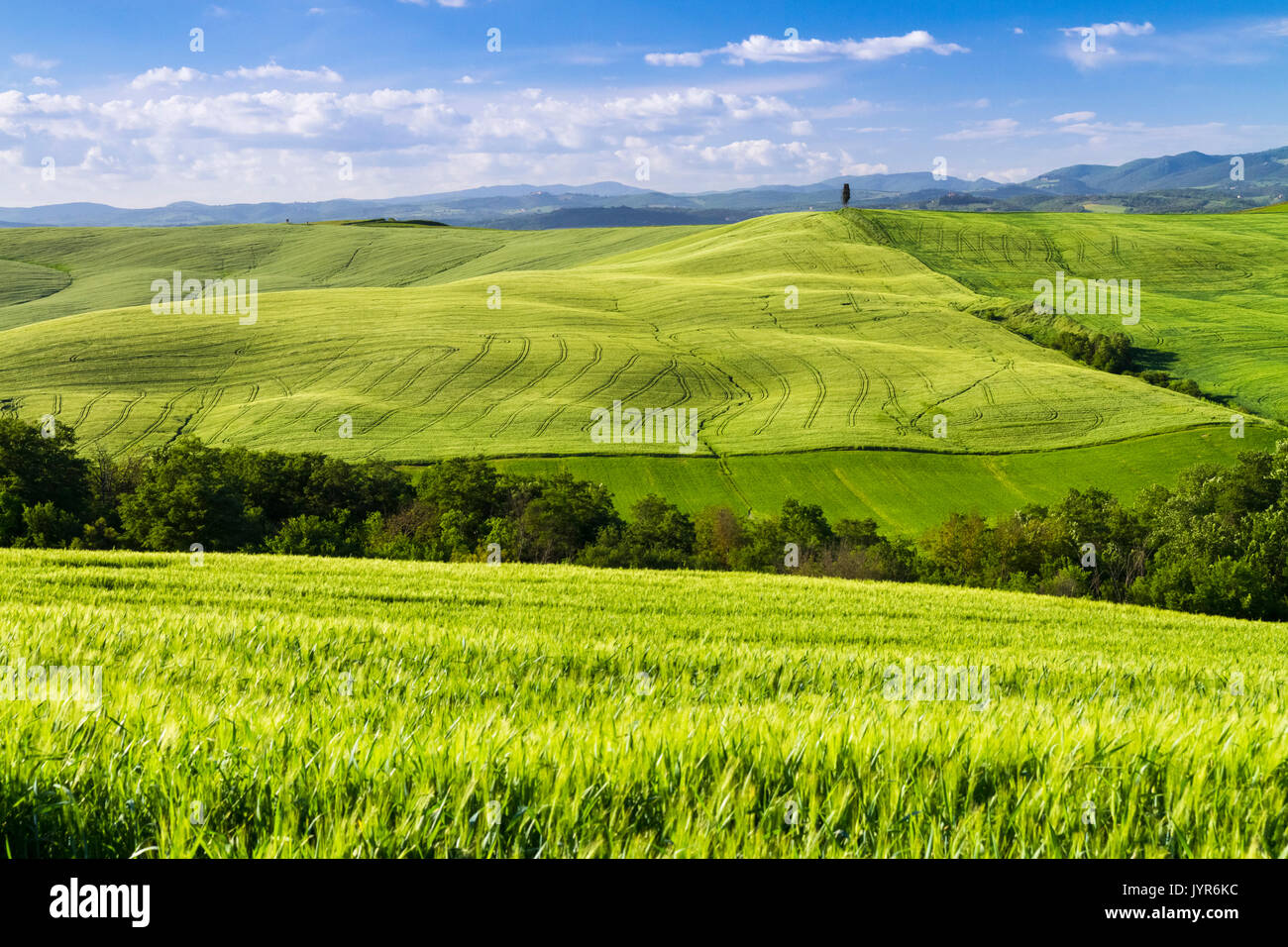 Green hills of wheat in the countryside near Asciano, Val d'Orcia, Tuscany, Italy. Stock Photo