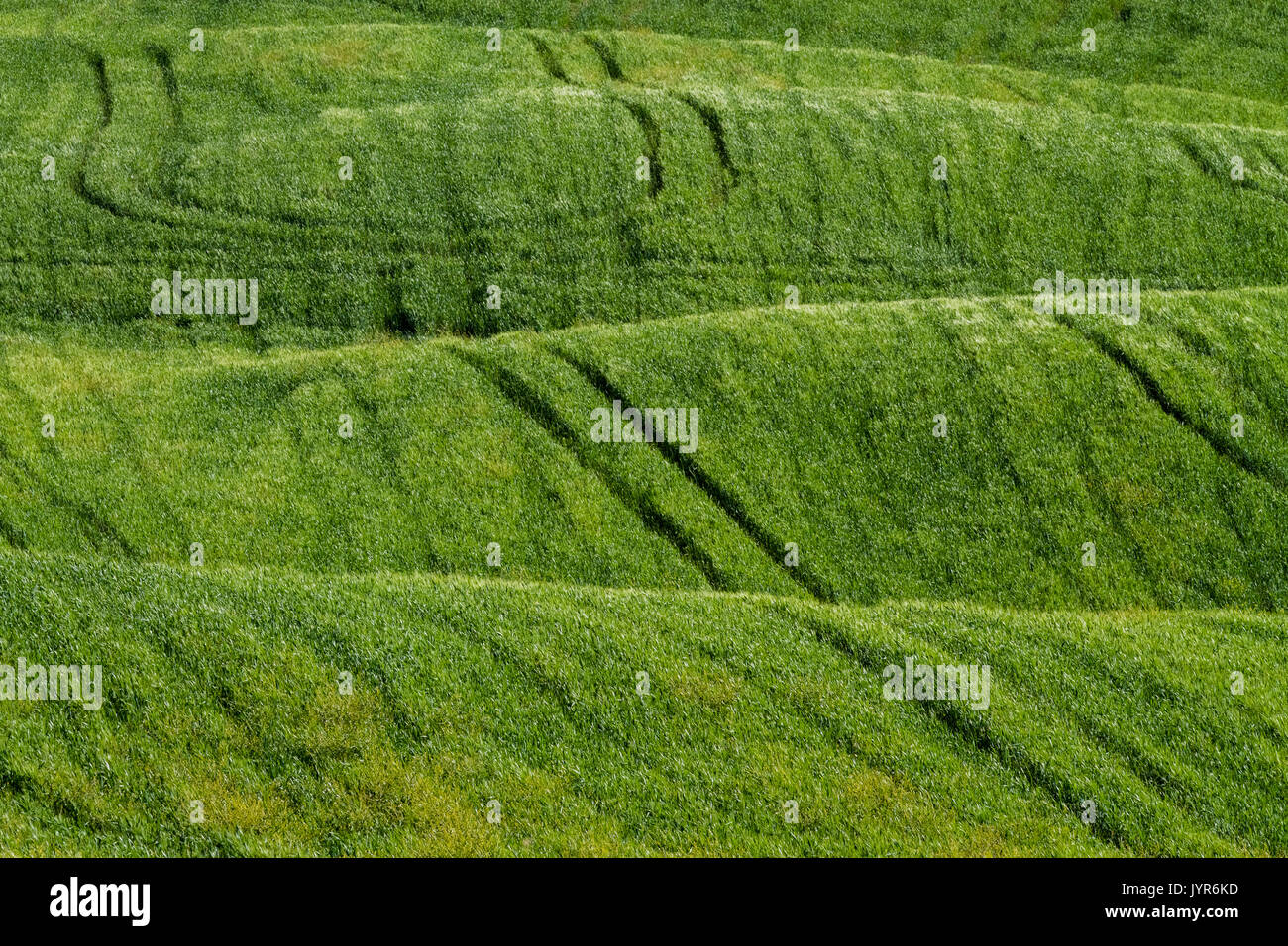 Trails of a tractor on the green hills of wheat in the countryside near Asciano, Val d'Orcia, Tuscany, Italy. Stock Photo