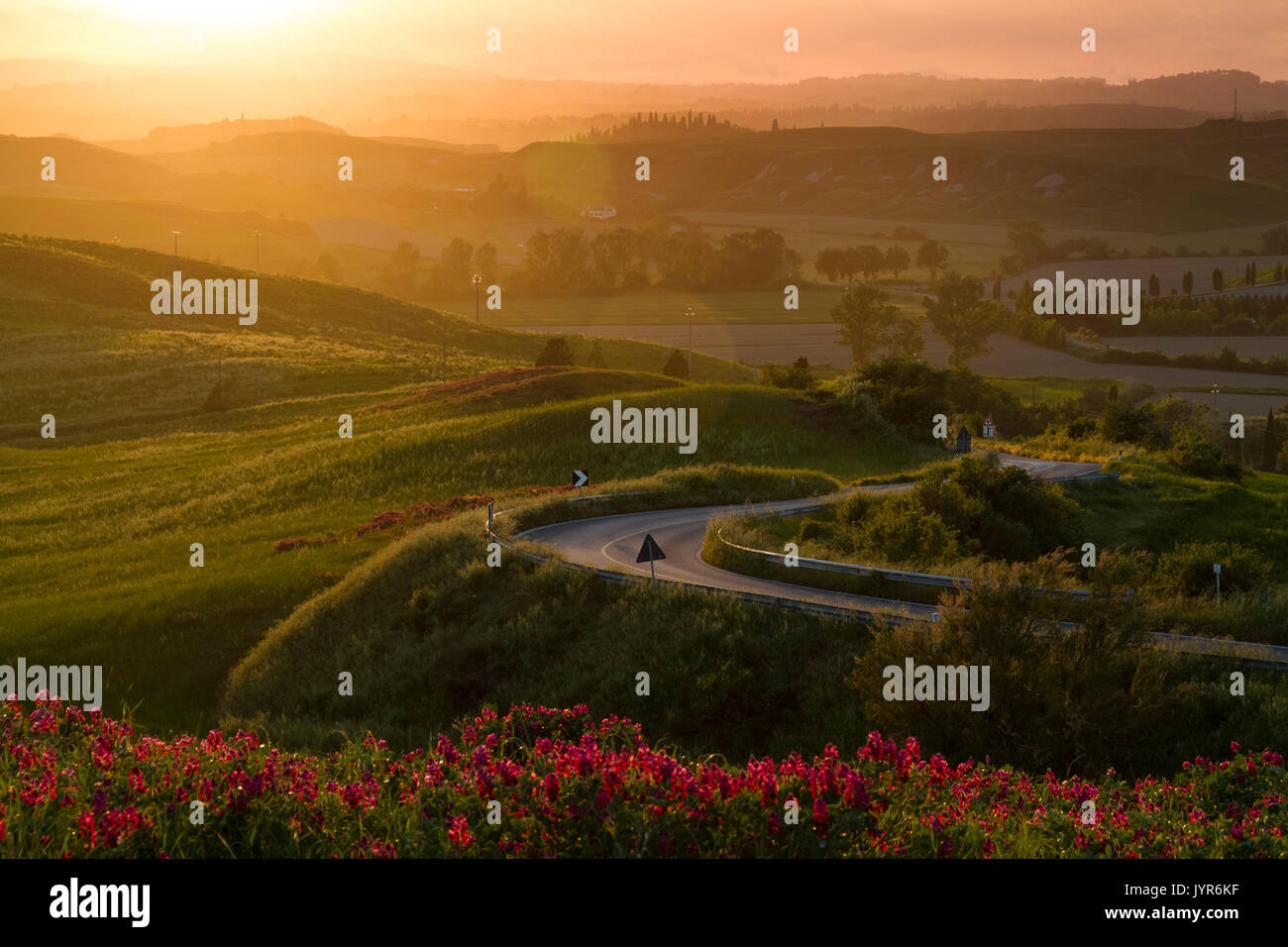 Sunset over a flower field in the countryside surrounding Siena, near Asciano, Val d'Orcia, Tuscany, Italy. Stock Photo