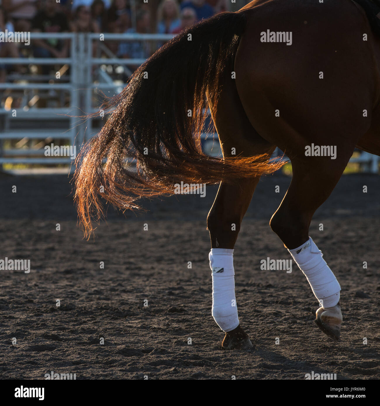 Horse Socks and Flying Dirt Stock Photo