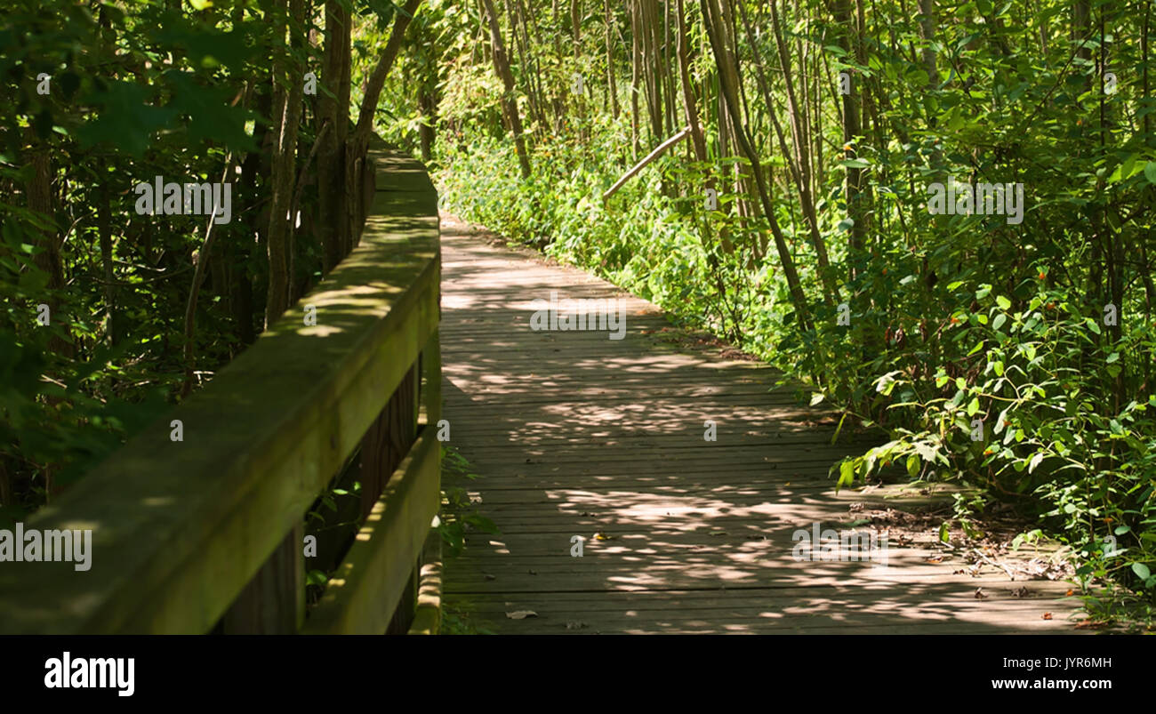 Wooden footpath in the woods with shadows and sun Stock Photo