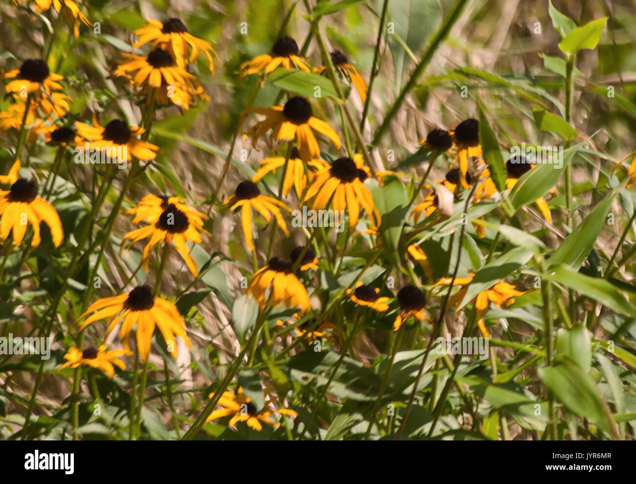 Brown eyed susans hires stock photography and images Alamy