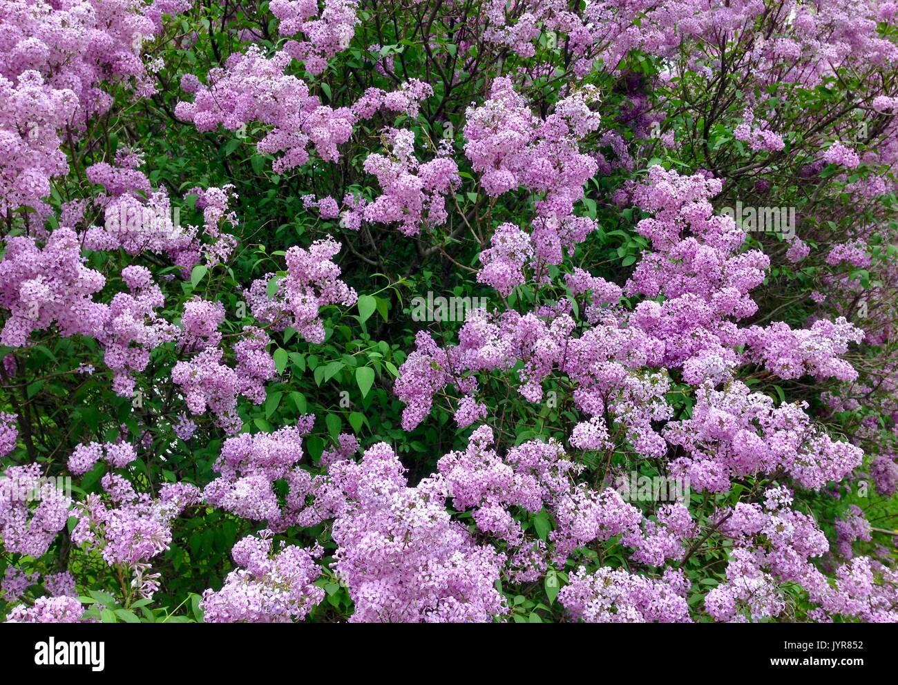Purple Lilac Background with spring green foliage Stock Photo
