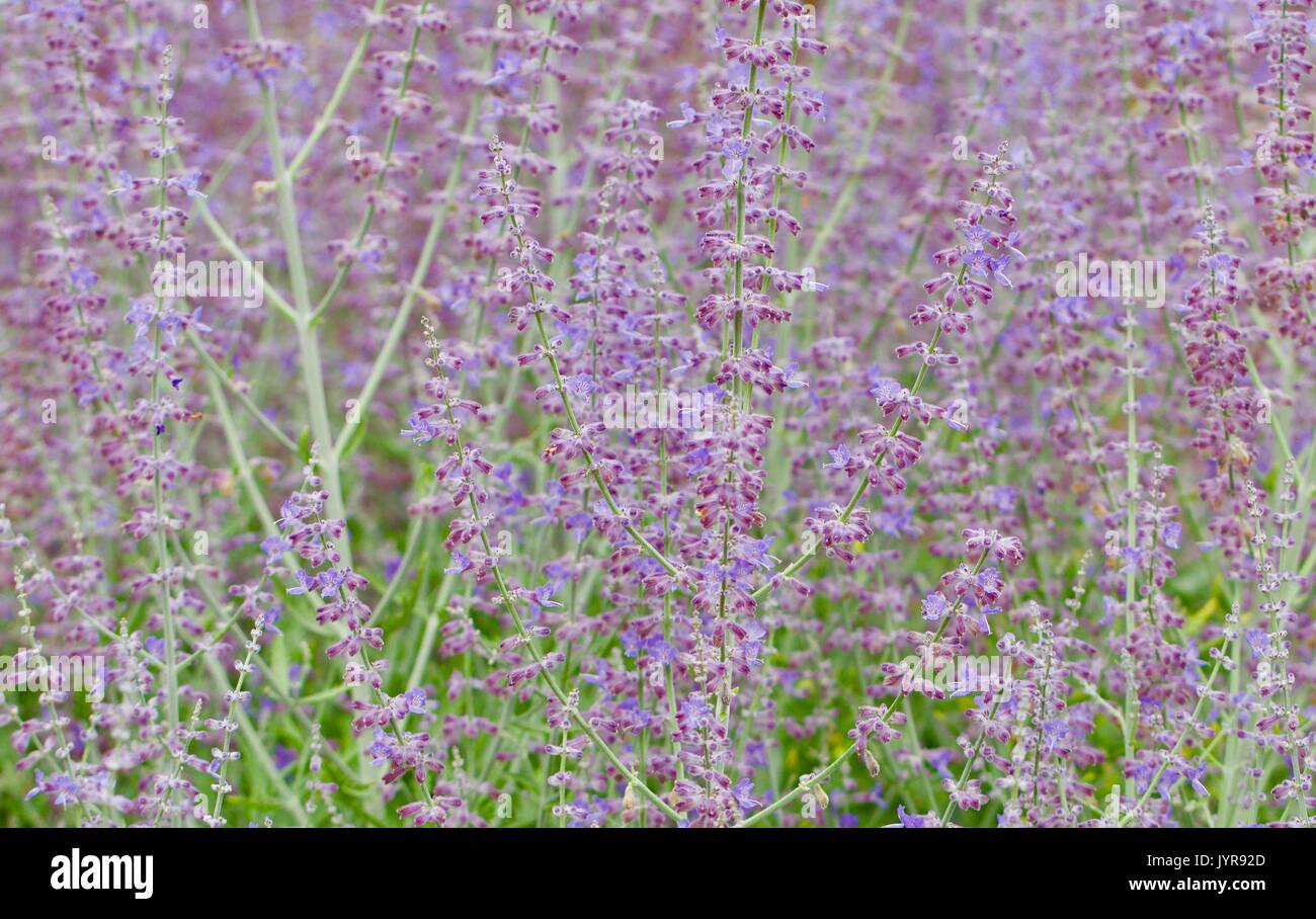 Closeup background of a sun lit lavendar field Stock Photo