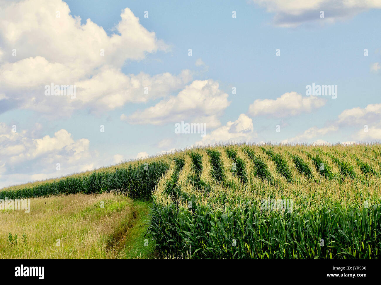 Curved rows of corn on a hillside Stock Photo