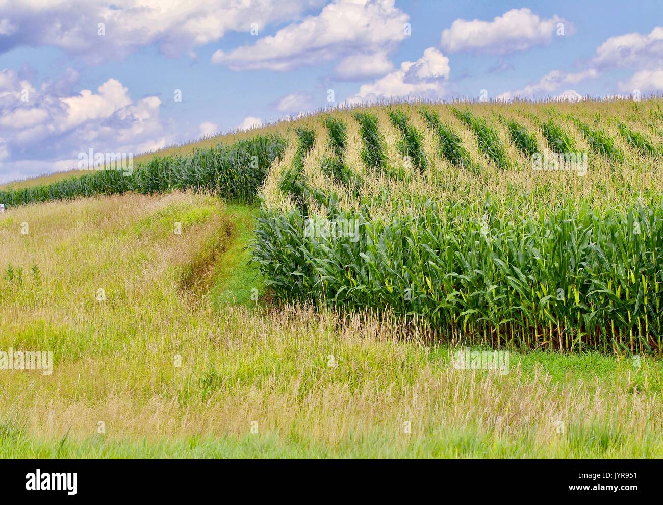 Grassy field, curved rows of green corn Stock Photo