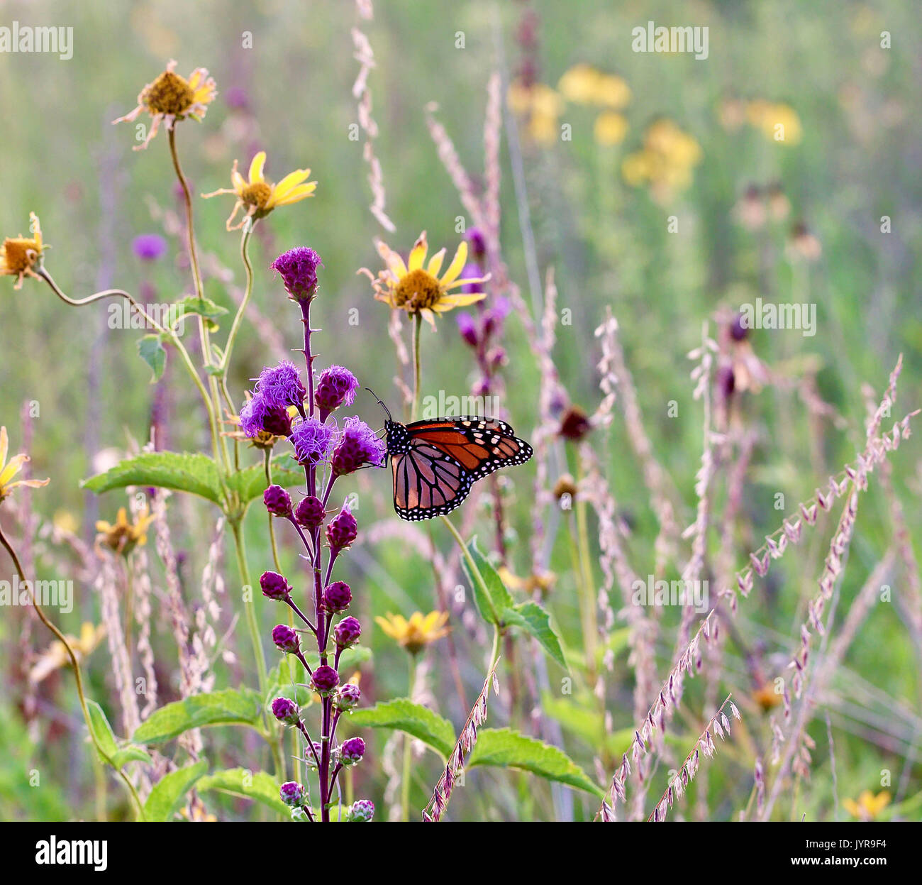 Colorful monarch butterfly on a purple flower Stock Photo
