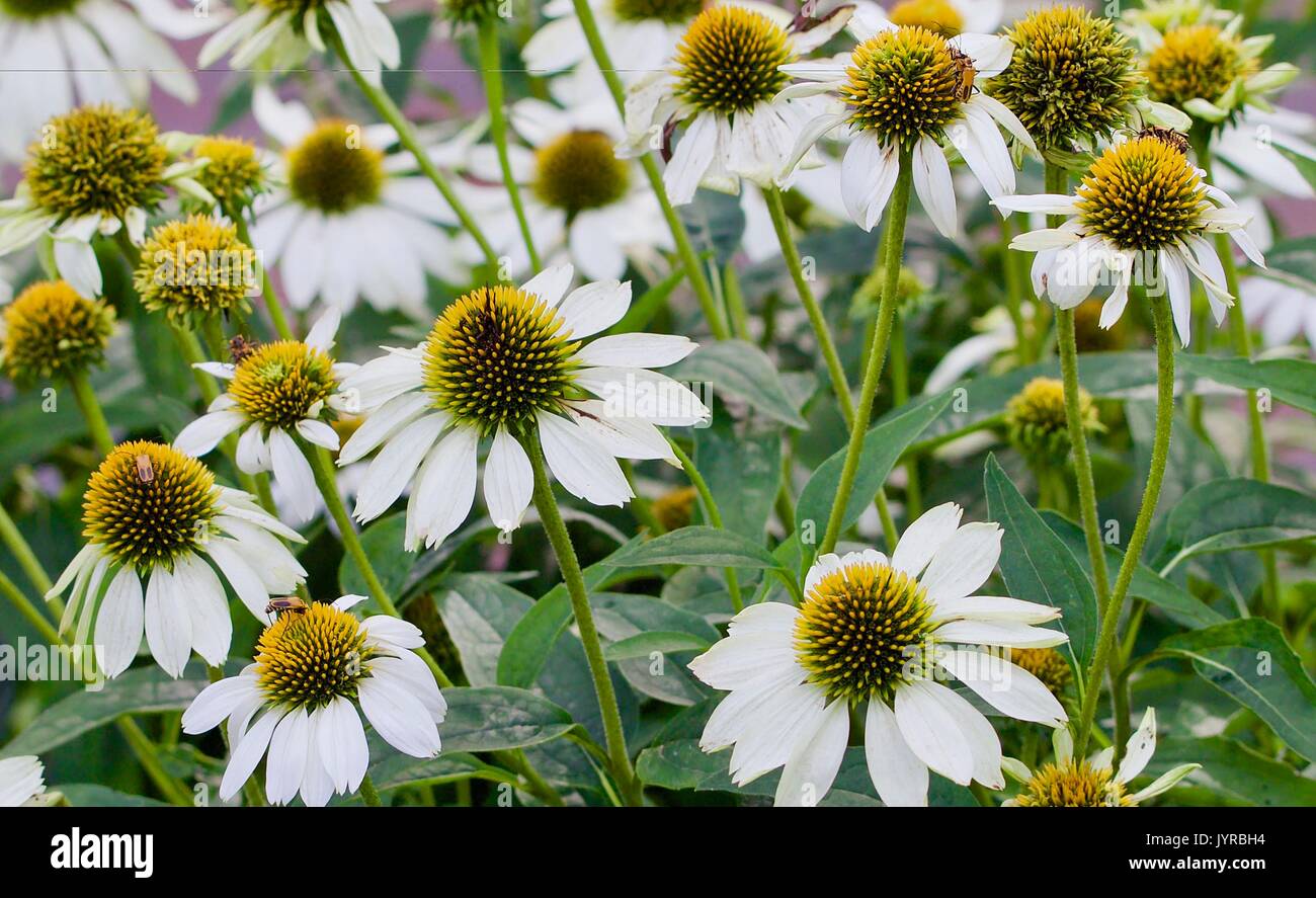 Grouping of white cone flowers with green foliage Stock Photo