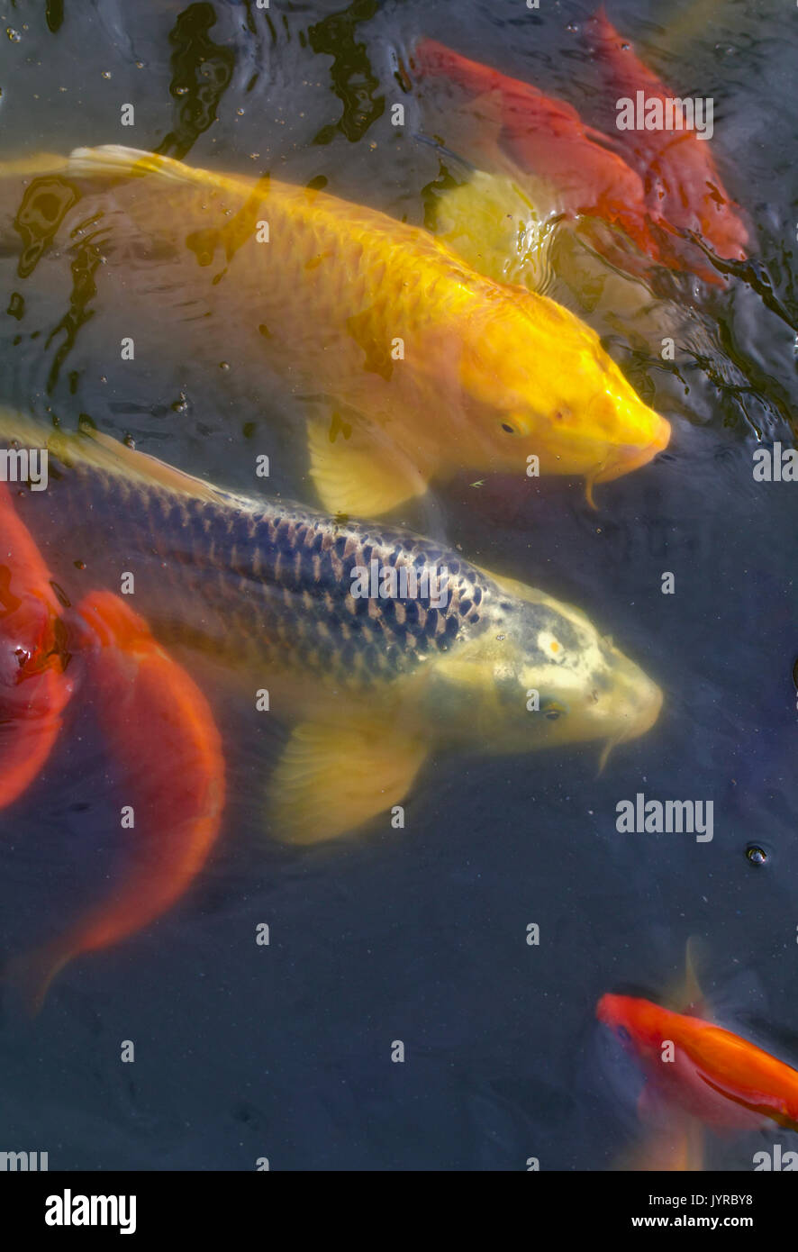 Multiple carp and gold and yellow coy fish waiting Stock Photo