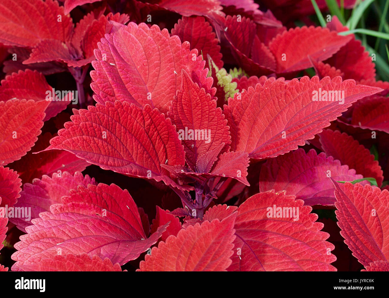 Red leafed house plant in an outdoor setting Stock Photo