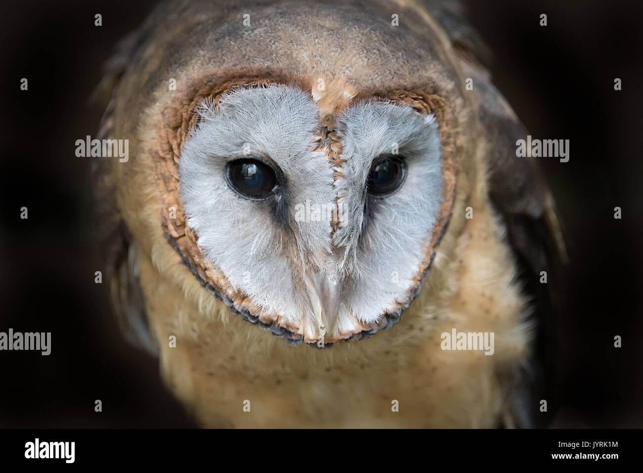 Close up head portrait photograph of a ashy faced barn owl Tyto glaucops looking slightly down to the right Stock Photo