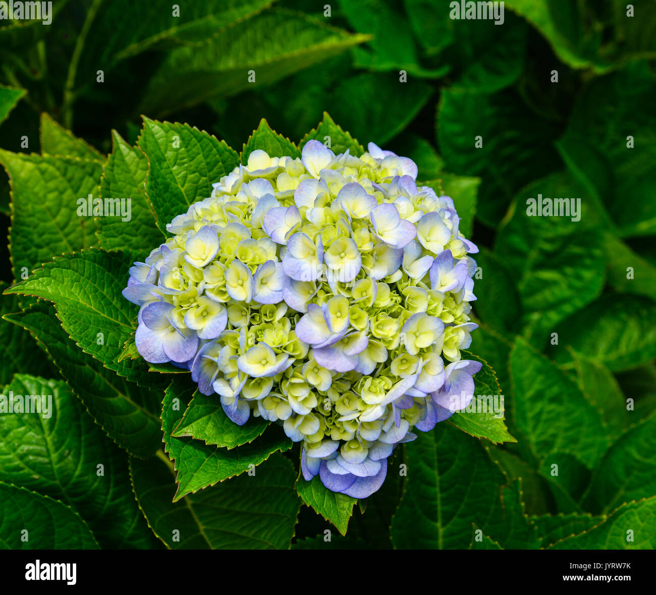 Purple Hydrangea flower (Hydrangea macrophylla) in a garden Stock Photo ...