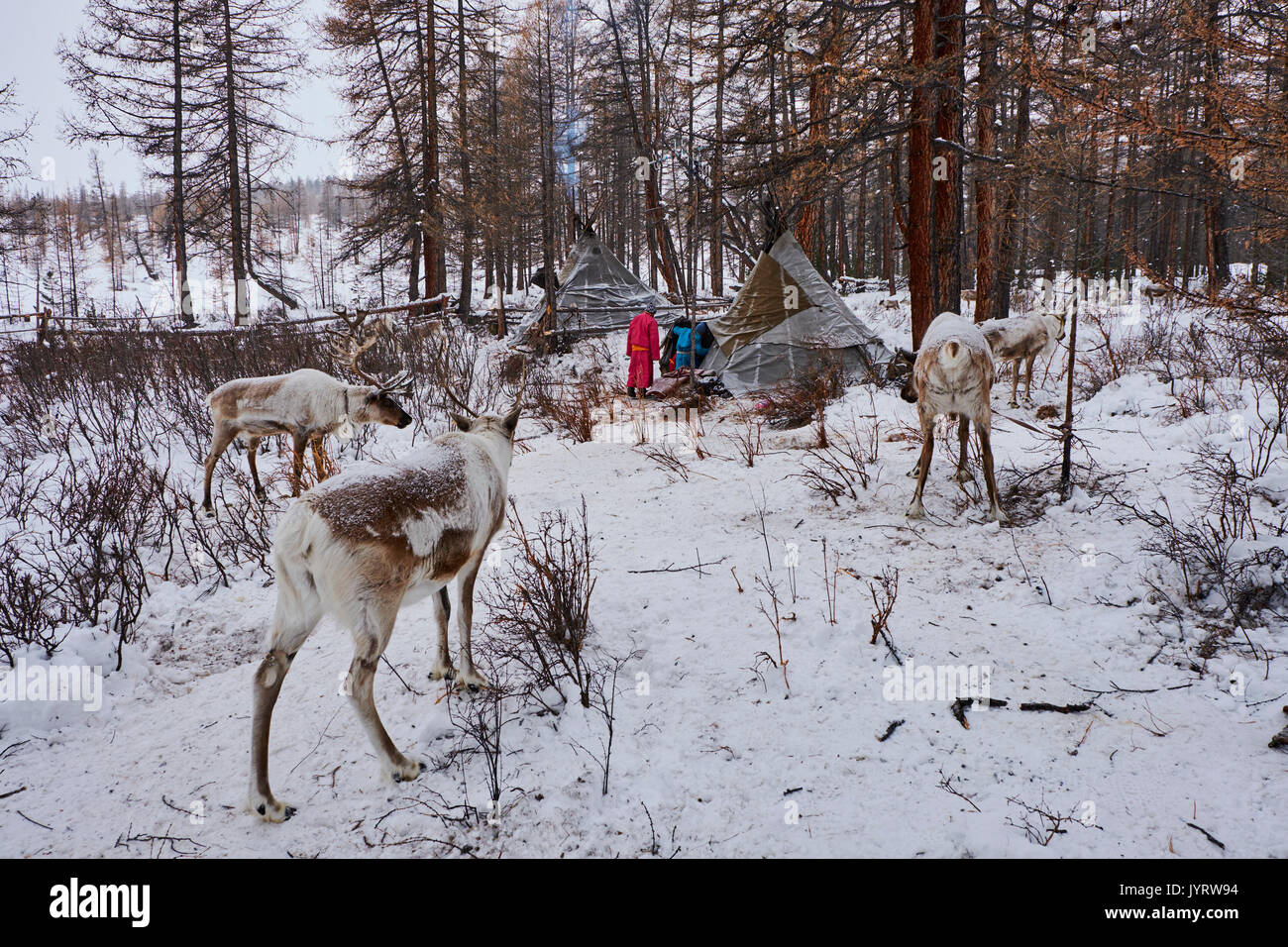 Mongolia, Khovsgol province, the Tsaatan, reindeer herder, the winter camp Stock Photo
