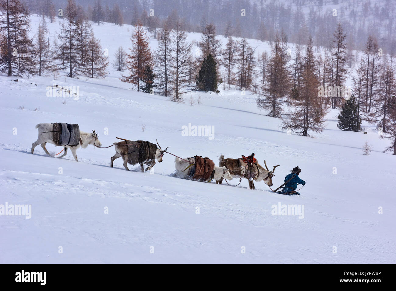 Mongolia, Khovsgol privince, the Tsaatan, reindeer herder, winter migration Stock Photo