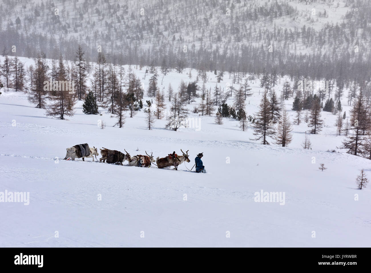 Mongolia, Khovsgol privince, the Tsaatan, reindeer herder, winter migration Stock Photo