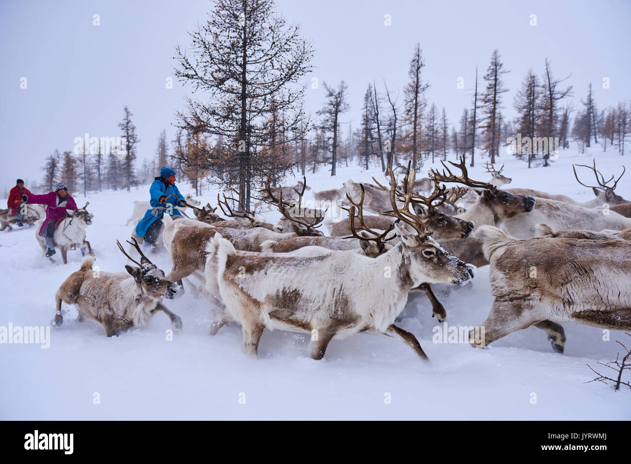 Tsaatan Reindeer Herders of Mongolia | Selena Travel, image size:1300x957