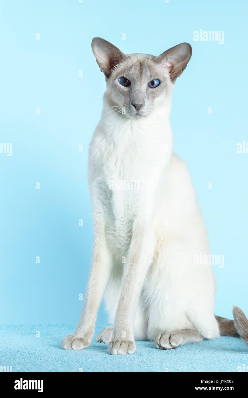 Oriental Siamese Cat Sitting On A Light Blue Background Stock