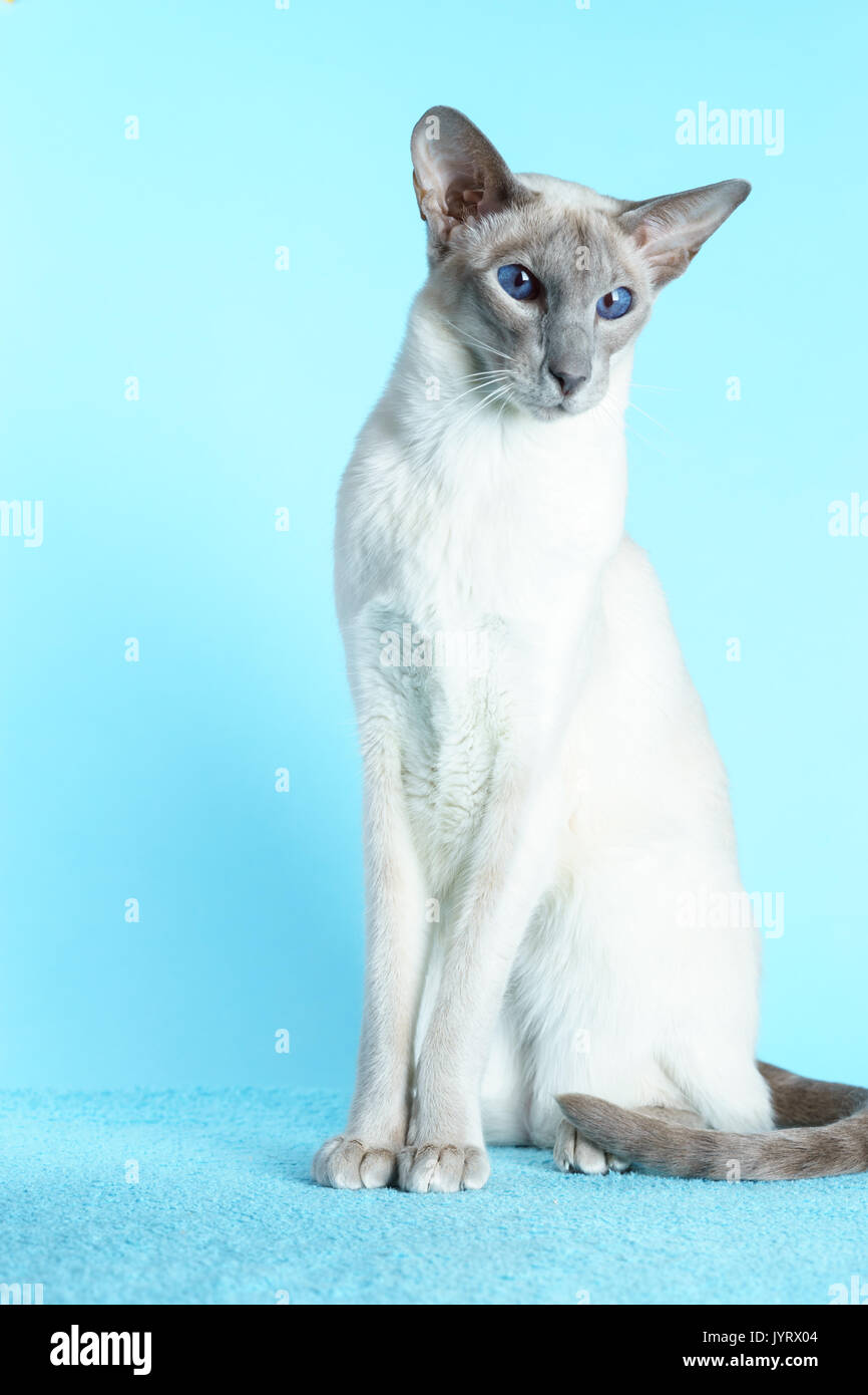 Oriental siamese cat sitting on a light blue background. Stock Photo