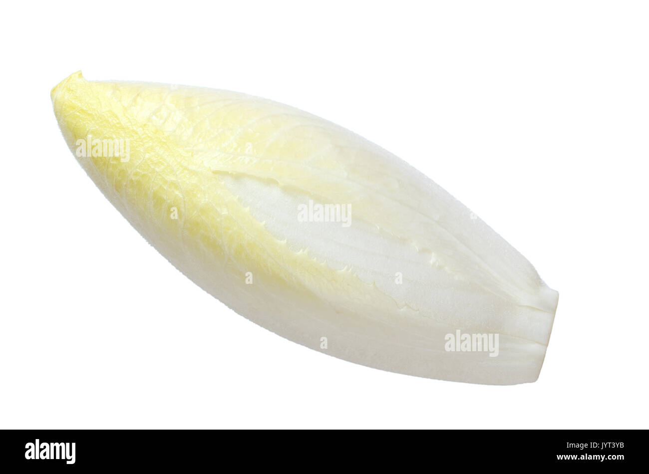 Belgian endive from above isolated over white. Cultivated chicory, also known in Dutch as wiltoof or witlof, meaning white leaf. Stock Photo