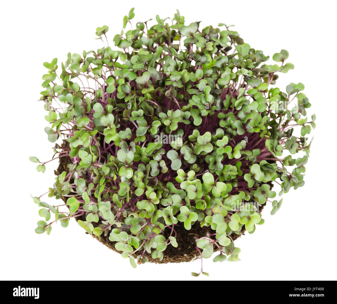 Red cabbage, fresh sprouts and young leaves from above. Edible vegetable and microgreen. Also known as purple cabbage, red kraut or blue kraut. Stock Photo
