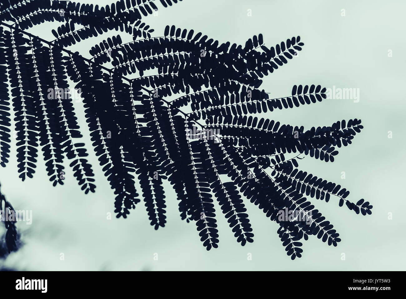 Black leaves silhouette hi-res stock photography and images - Alamy