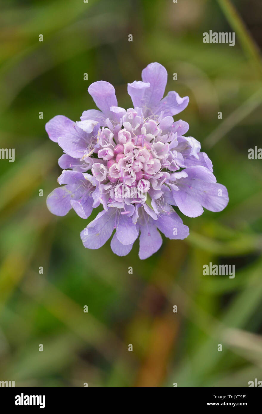 Small Scabious - Scabiosa columbaria Calcareous grassland flower Stock Photo