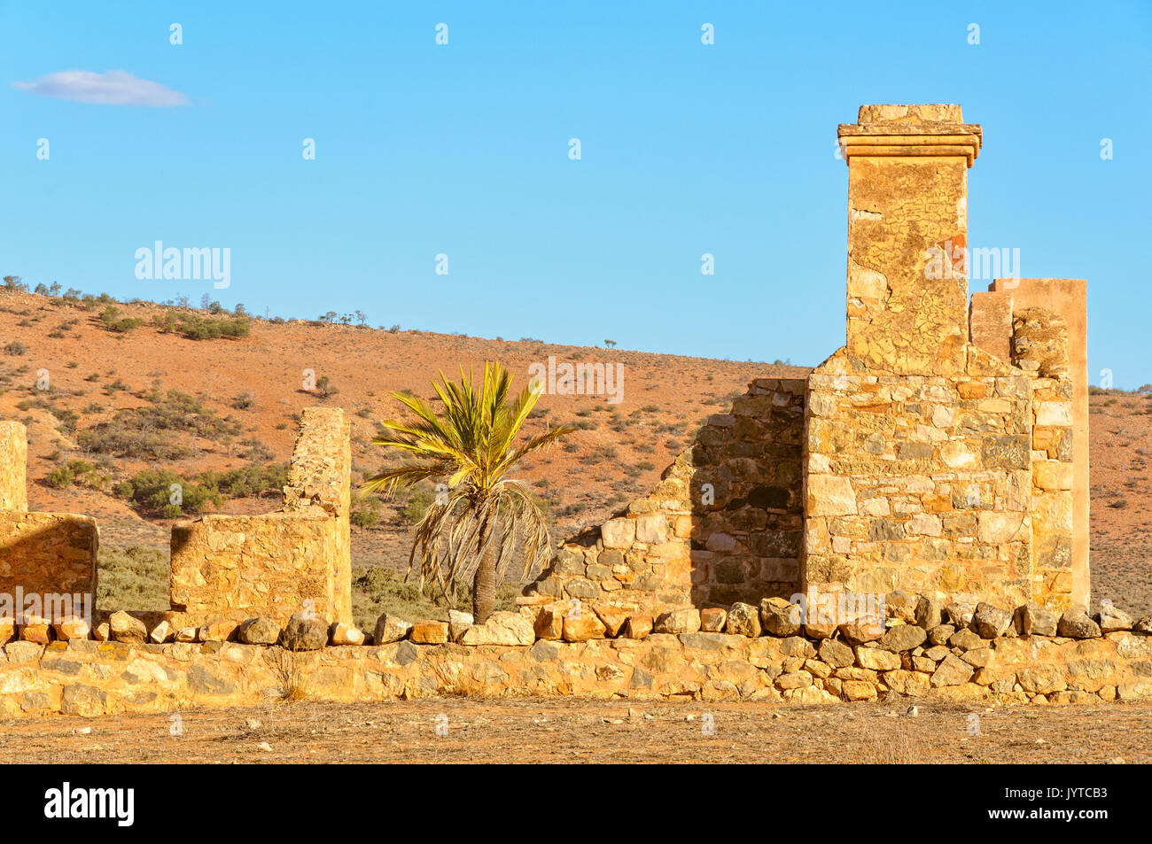 Palm tree in the ruins of Kanyaka Station Flinders Ranges, SA