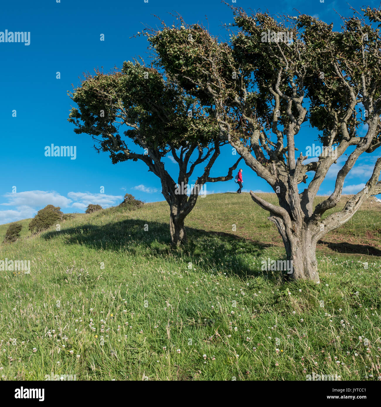 brean-down-national-trust-coastline-stock-photo-alamy