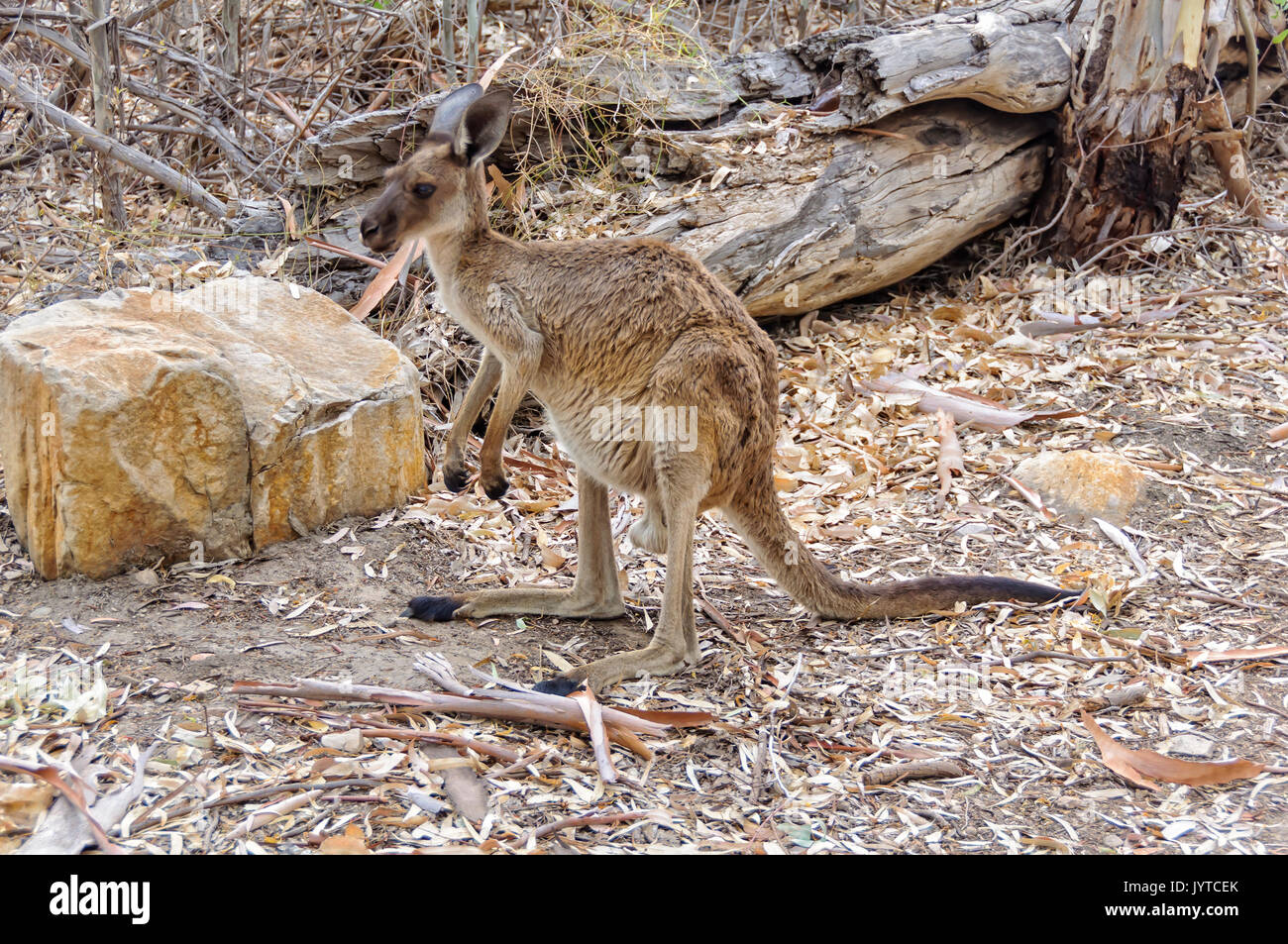 Kangaroo on full alert at Wilpena Pound - Flinders Ranges, SA, Australia Stock Photo