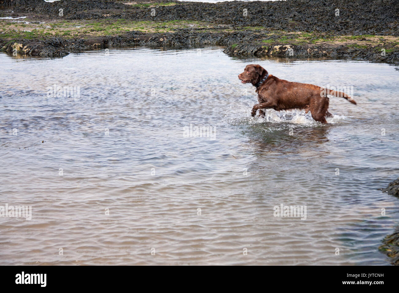A brown/chocolate/red labrador dog playing in a pool at the seaside at