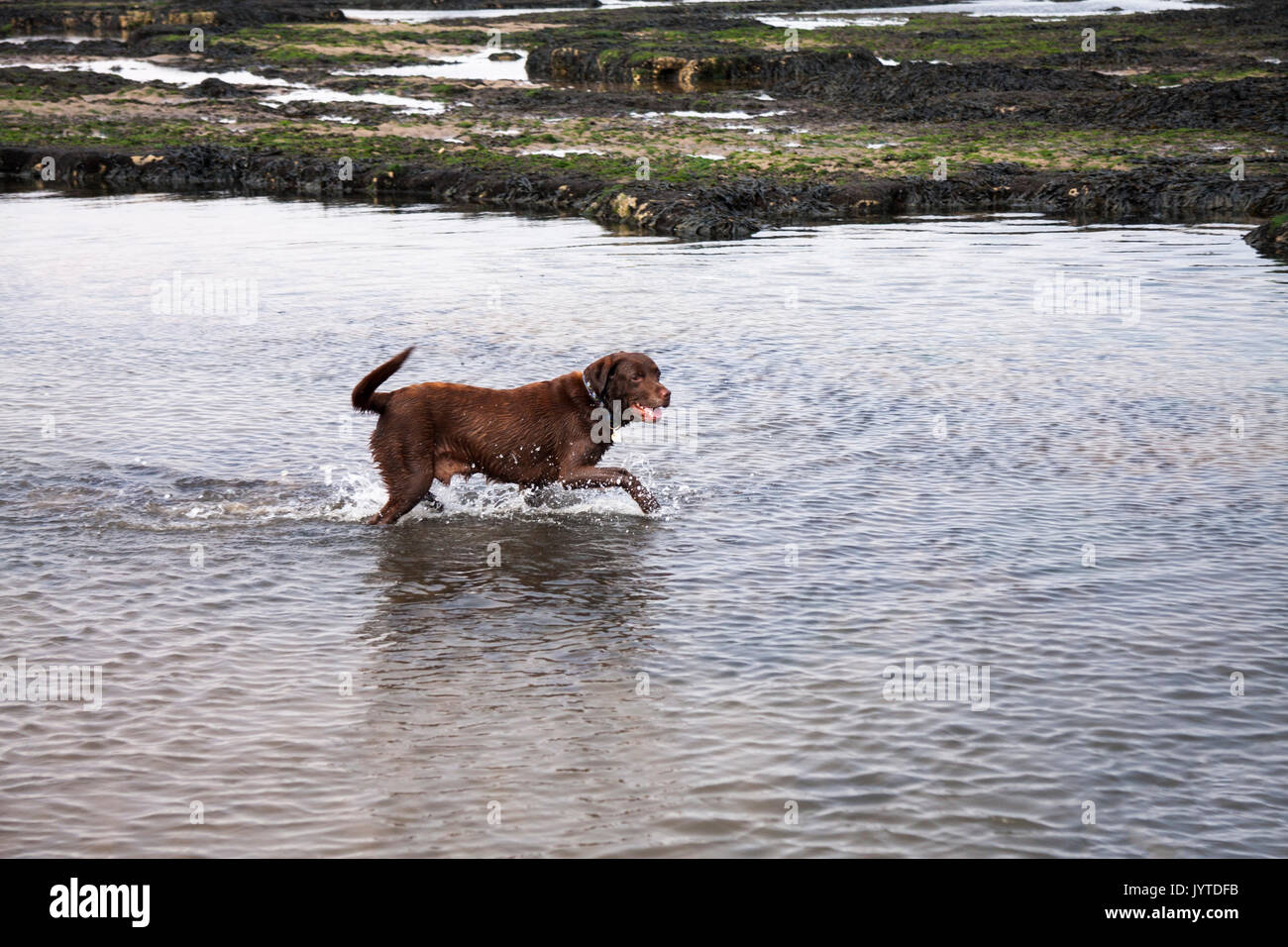 A brown/chocolate/red labrador dog playing in a pool at the seaside at