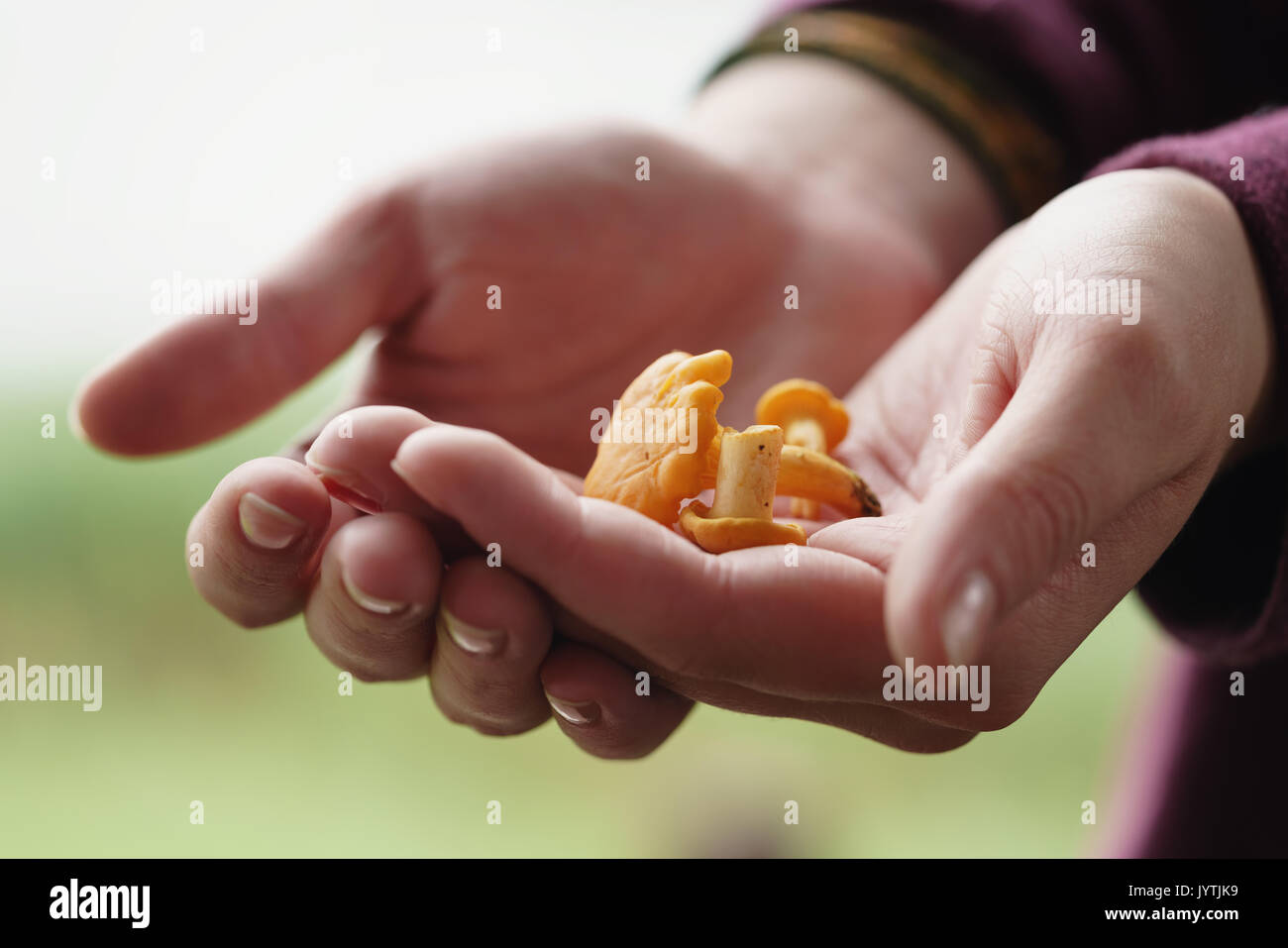 fresh chanterelle mushrooms in female teen hands Stock Photo Alamy