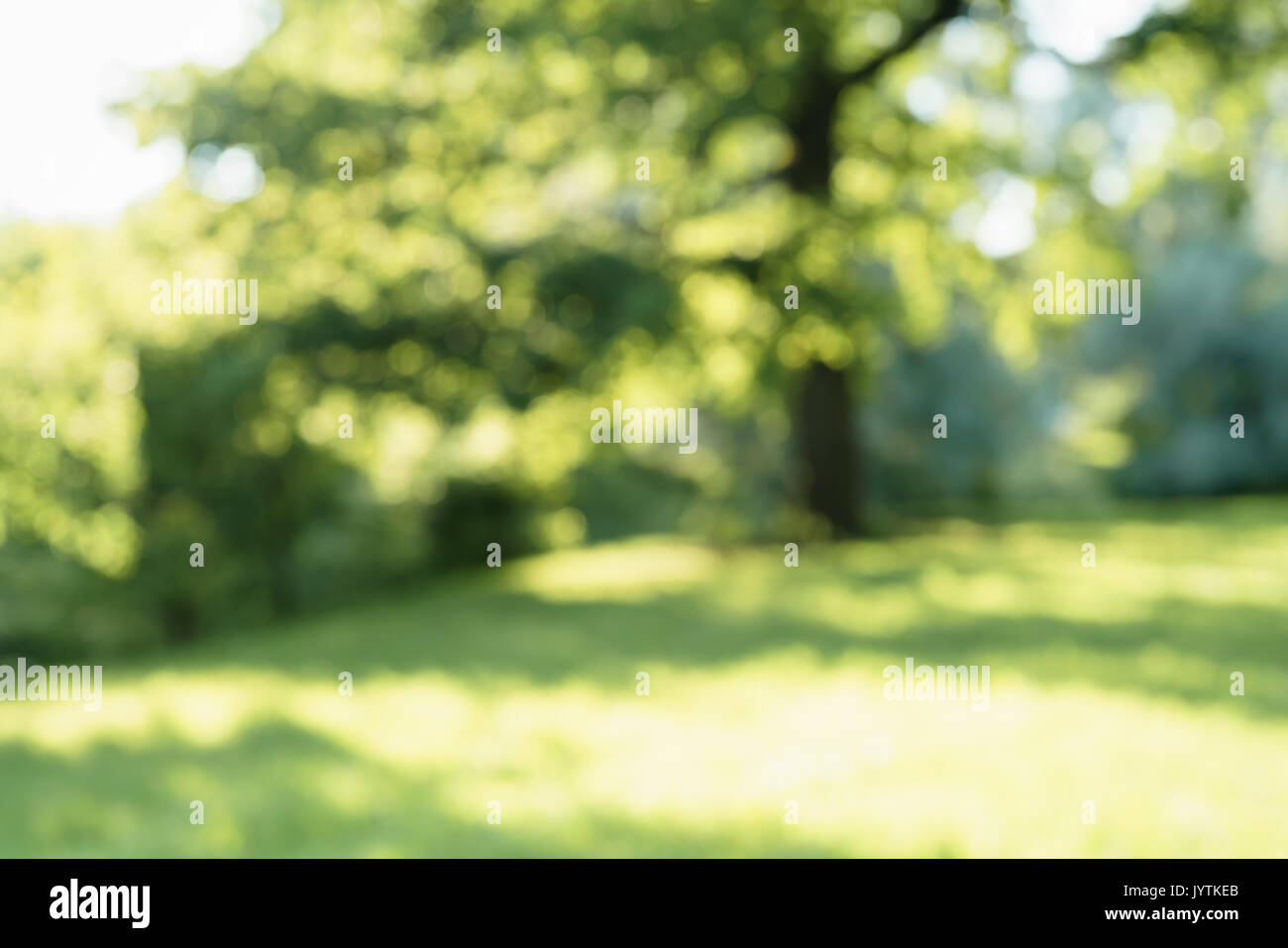 park blurred background in summer day Stock Photo