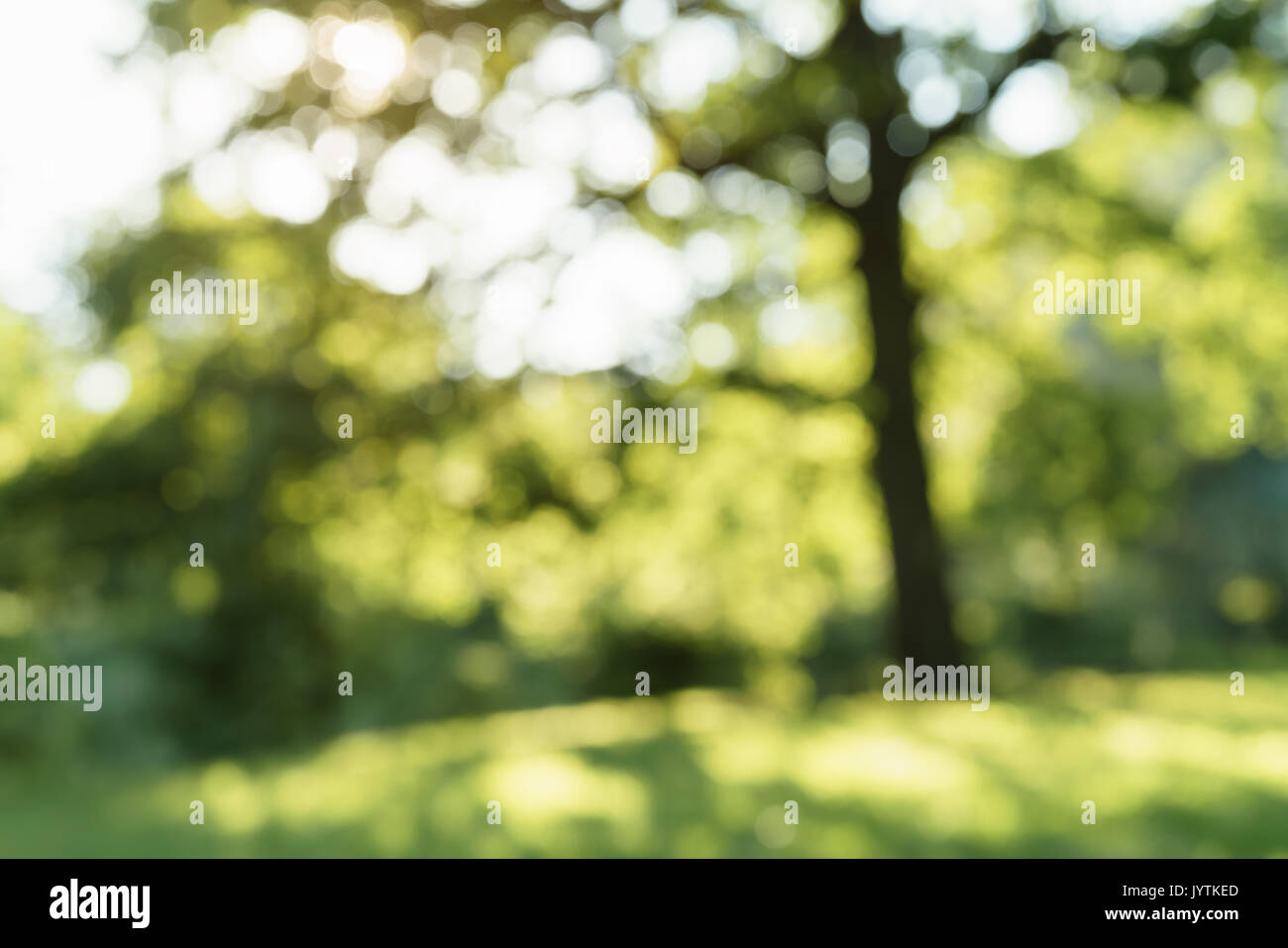 park blurred background in summer day Stock Photo