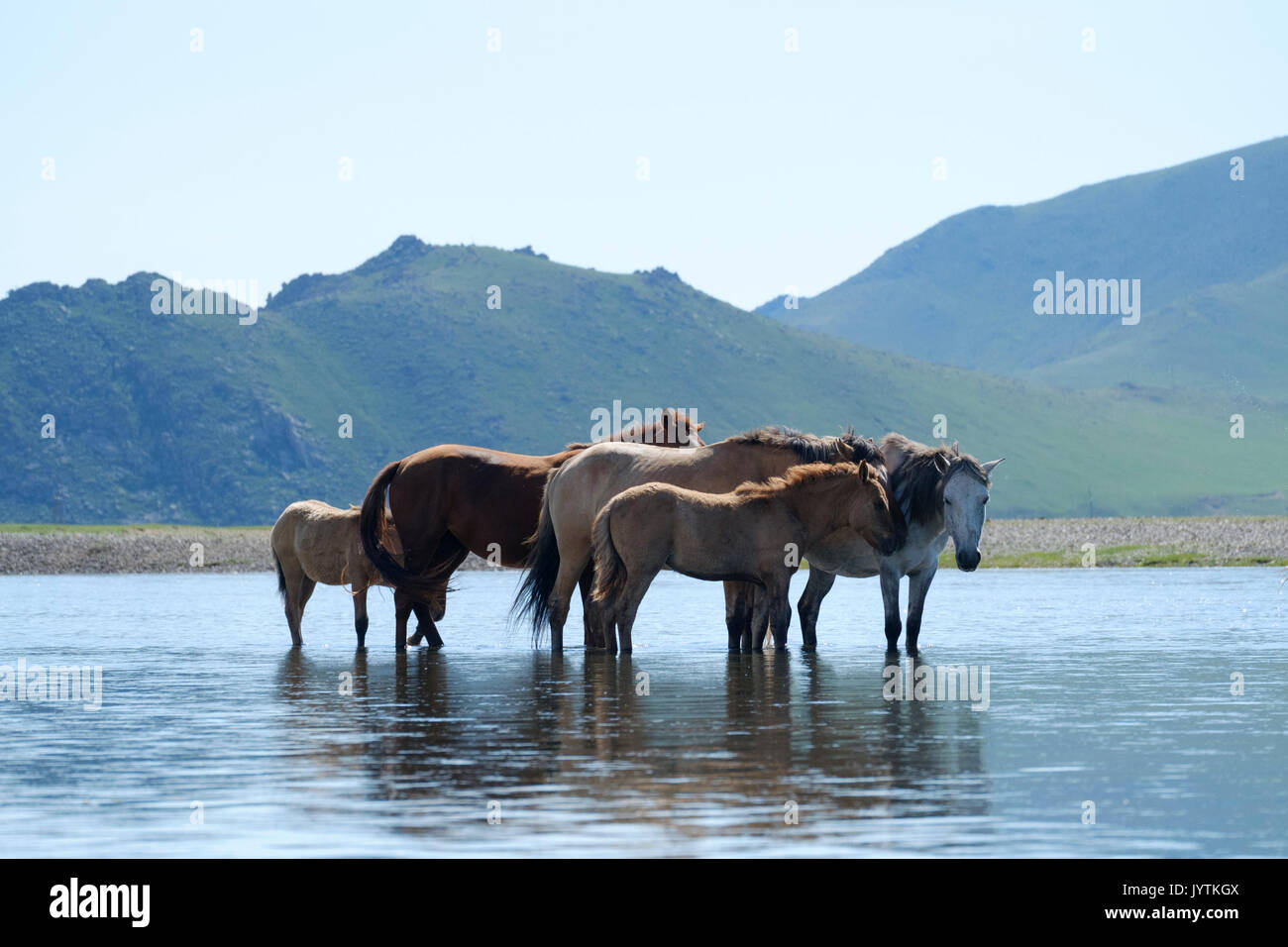 Horses in a river Stock Photo Alamy