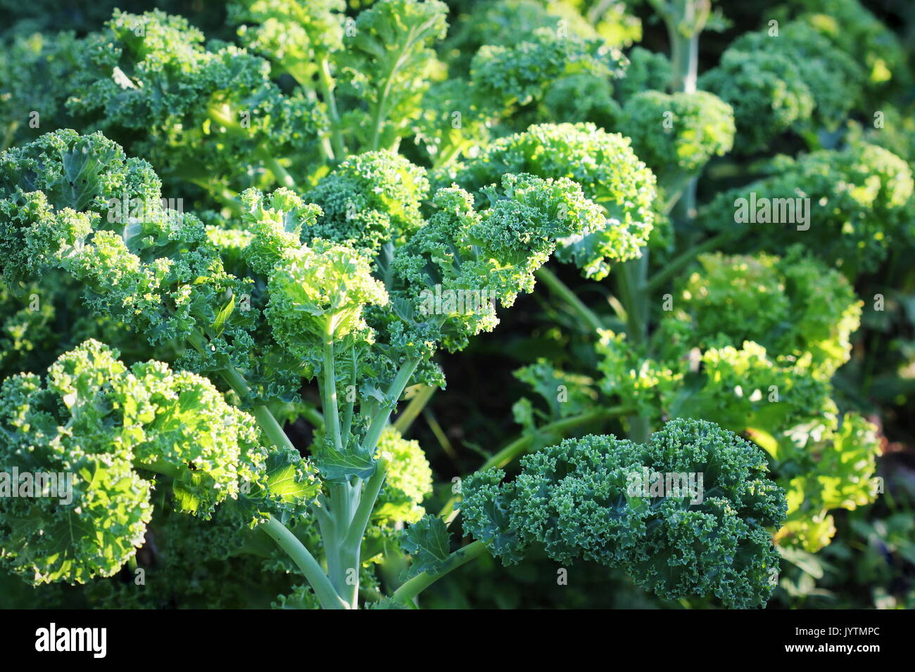 Young kale growing in the vegetable garden Stock Photo