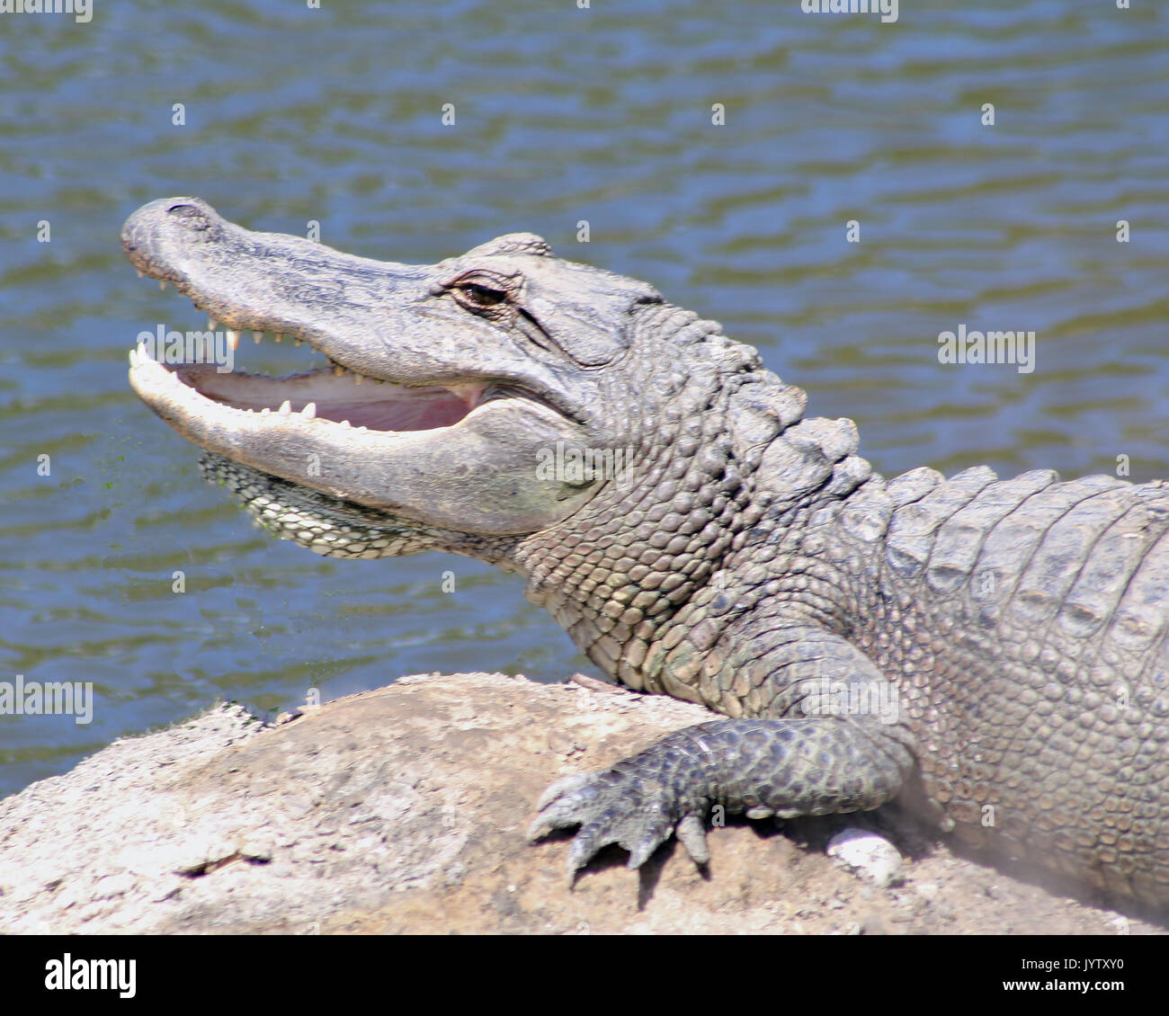 Alligator resting on a rock along a river with mouth open Stock Photo