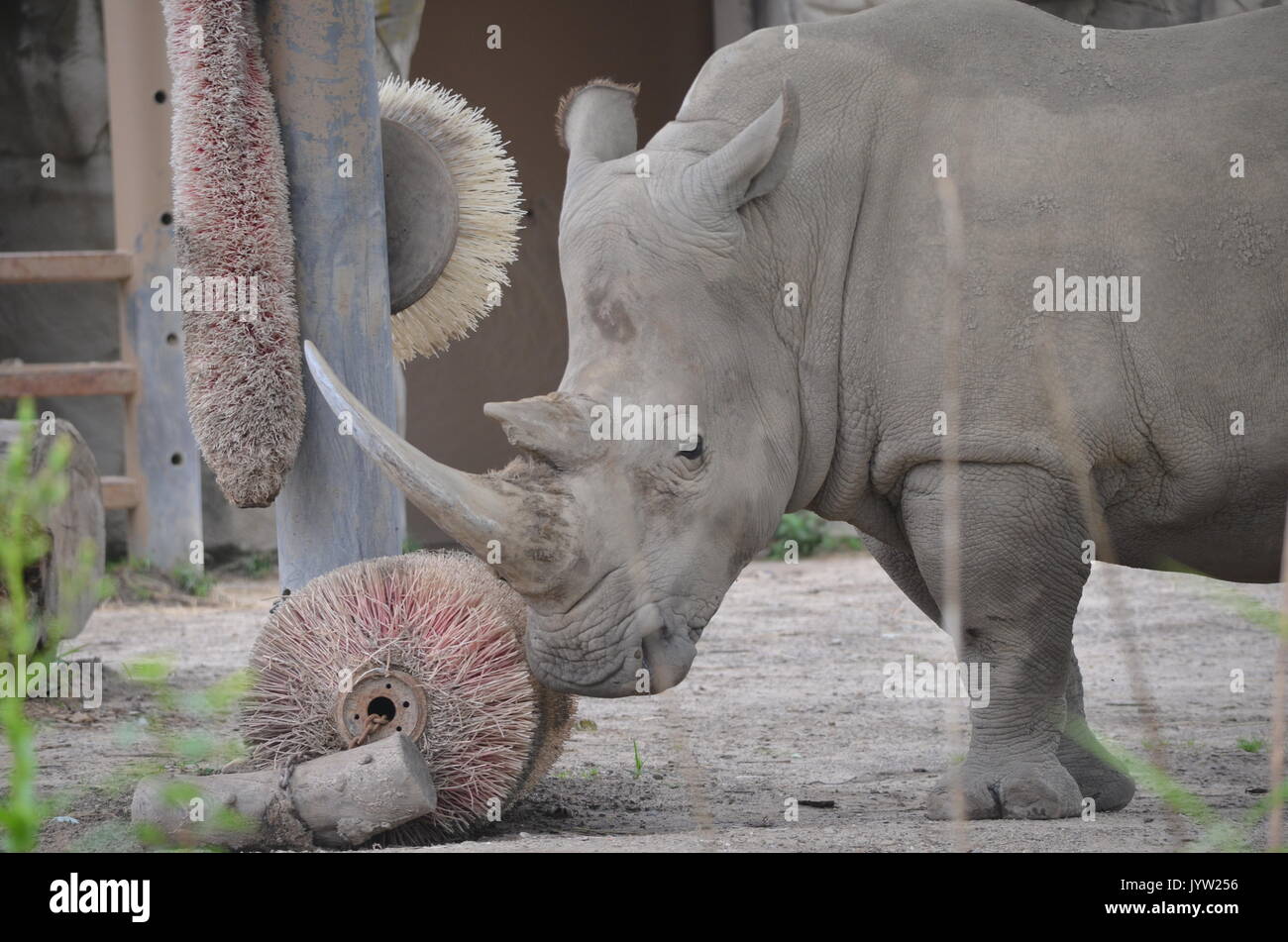Amazing Wild Rhinoceros Stock Photo - Alamy