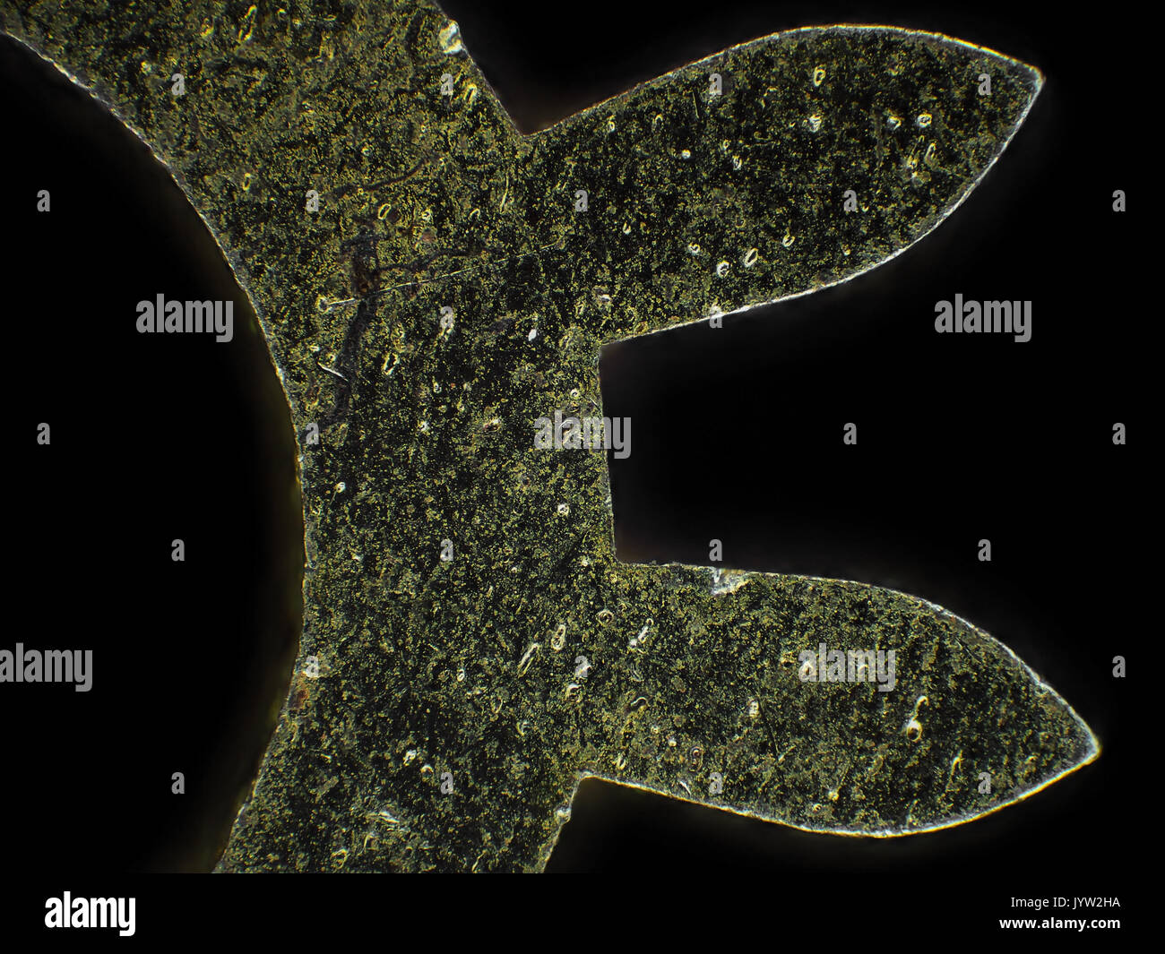 Reflected light micrograph of a tiny wristwatch gear, pictured area is about 1.7mm wide Stock Photo