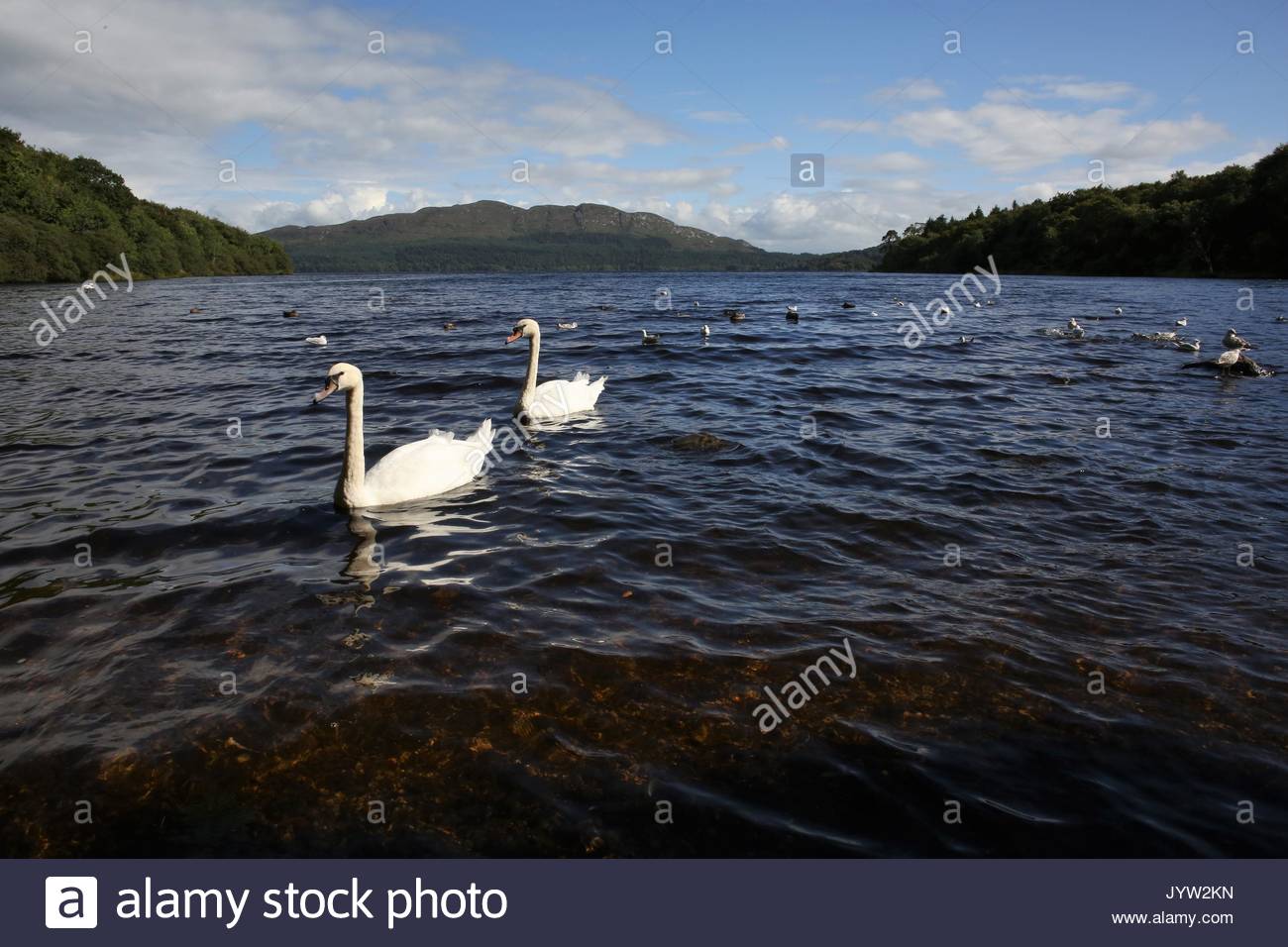 Swans swimming on Lough Gill at Hazelwood in County Sligo, Ireland Stock Photo