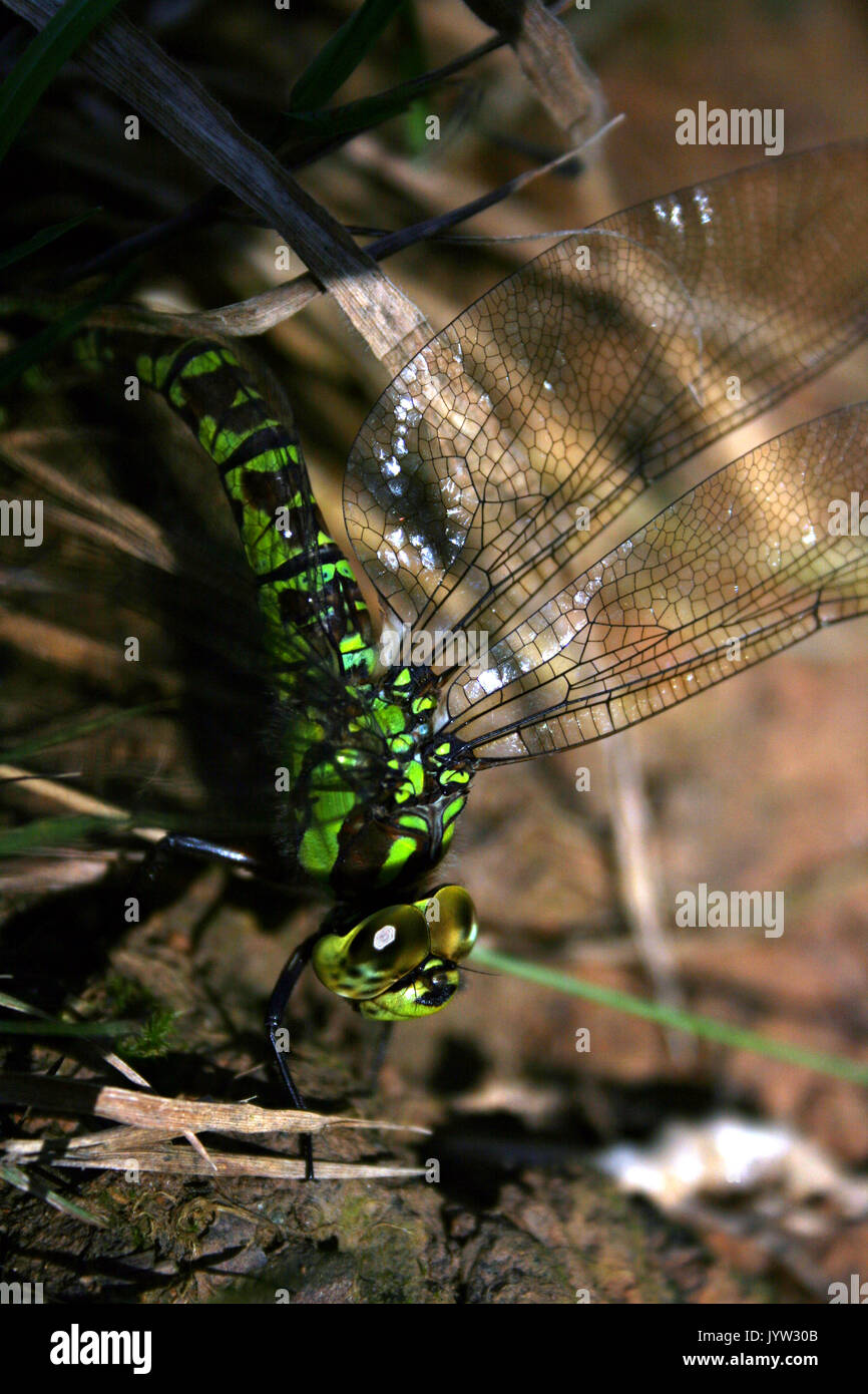 Emperor Dragonfly laying eggs Stock Photo