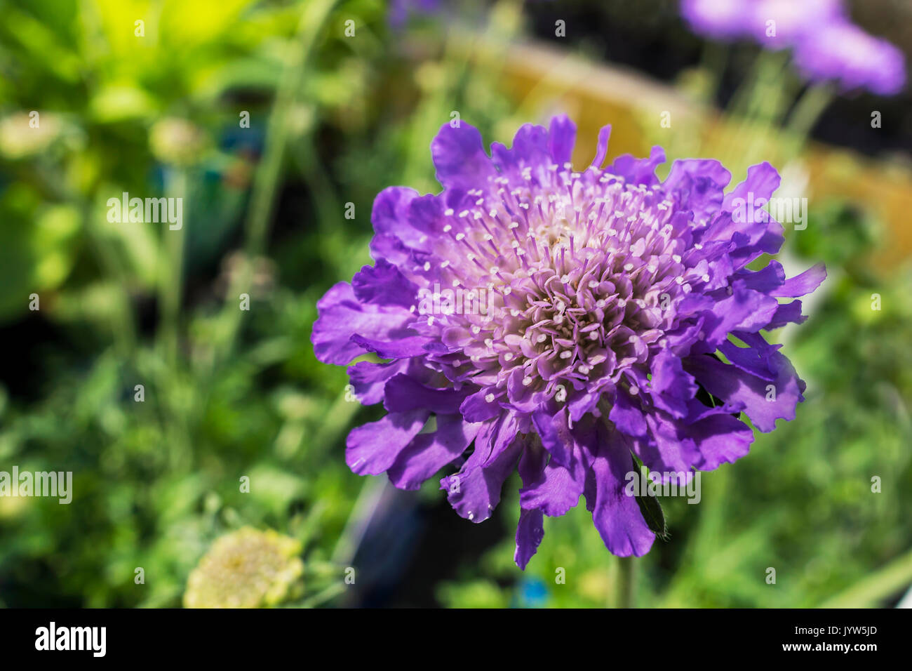 Blue Scabiosa (Pin Cushion flower) flowering plant close-up. Stock Photo