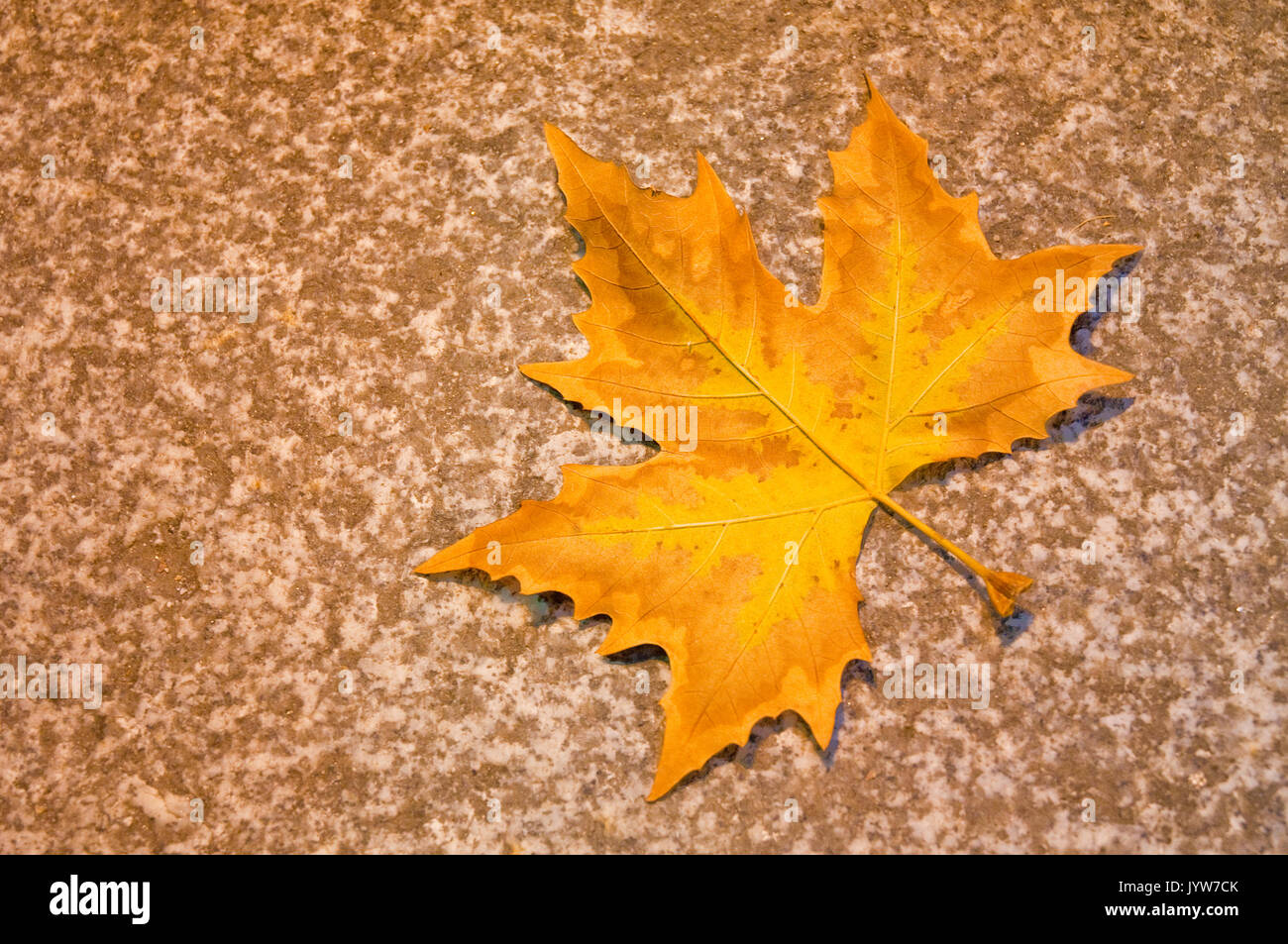 Fallen leaf on pavement Stock Photo - Alamy