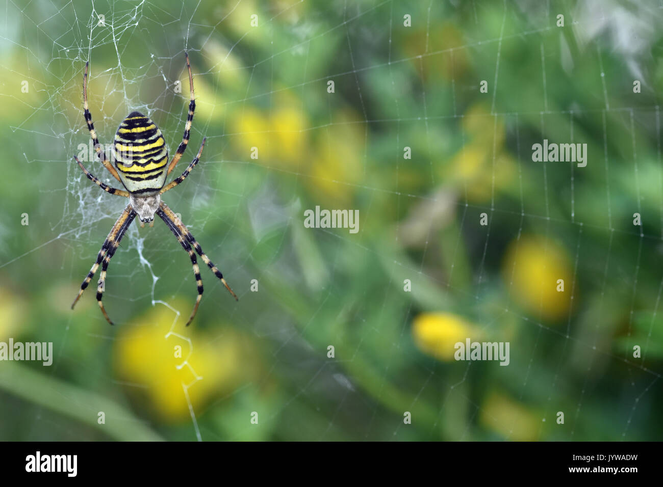 Wasp spider (Argiope bruennichi) female Stock Photo