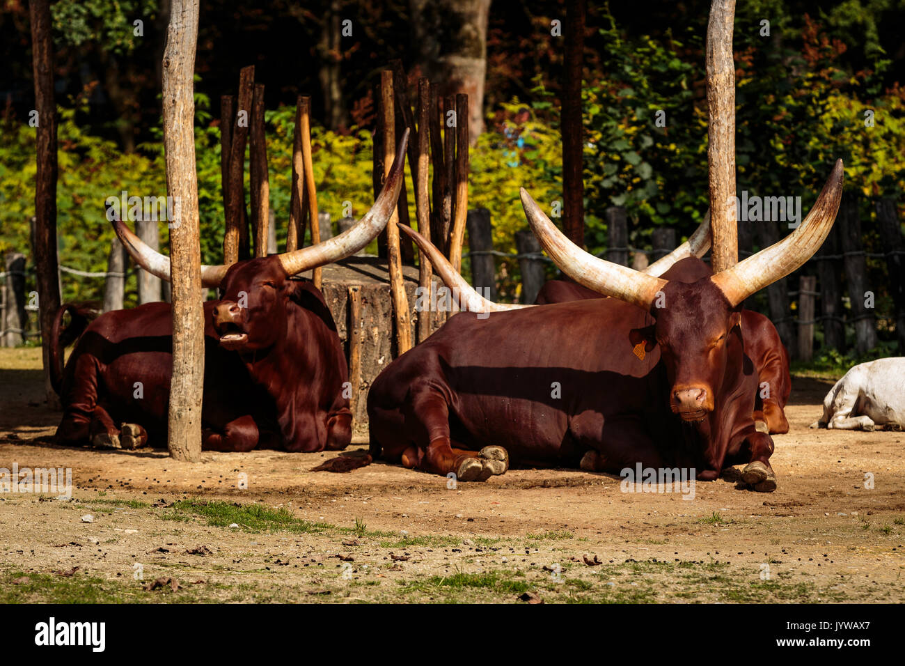 Planckendael zoo, Mechelen, Belgium - AUGUST 17, 2017 : Watusi lying down Stock Photo