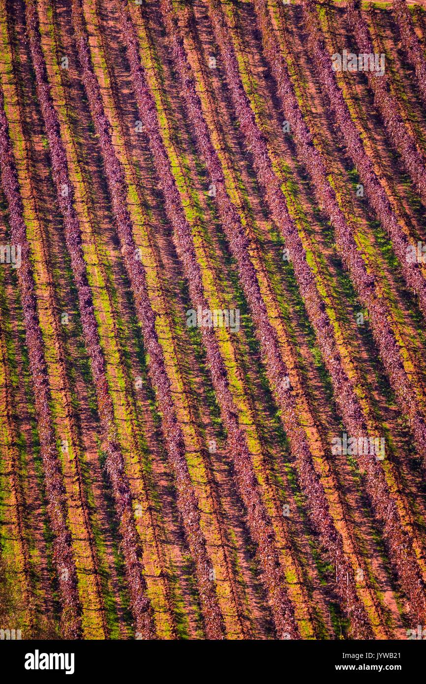 Lambrusco vineyards, Modena, Emilia Romagna, Italy Stock Photo