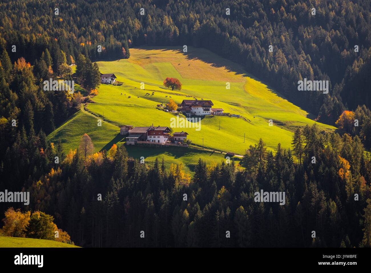 Val di Funes, Trentino Alto Adige, Italy. View of a farmhouse, surrounded by colorful trees, during a sunny day. Stock Photo