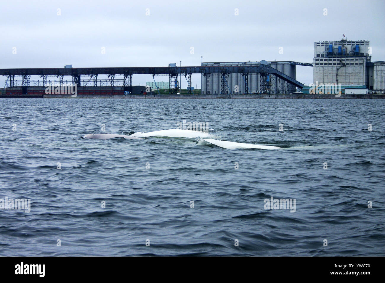 Beluga or white whale (Delphinapterus leucas) in the Hudson Bay of Canadian sub-arctic Stock Photo